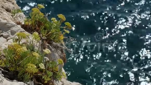 靠近大海的开花植物特写镜头视频的预览图