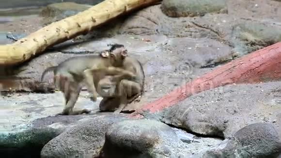 小猕猴的乐趣视频的预览图