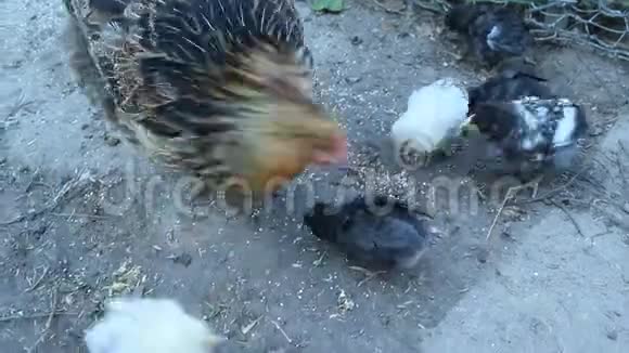 小鸡在家禽中啄食谷物有鸡的母鸡家养禽鸟视频的预览图
