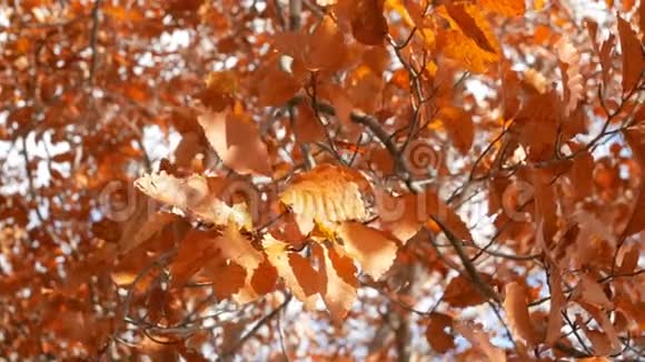 秋天的树和树叶在风中摆动视频的预览图