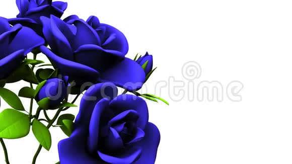 白色背景上的蓝色玫瑰花束视频的预览图