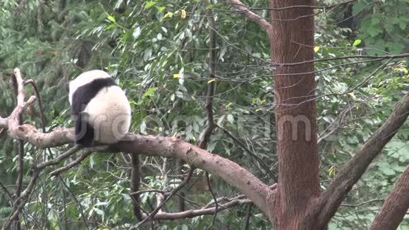 在成都熊猫在树上抓着他的背视频的预览图