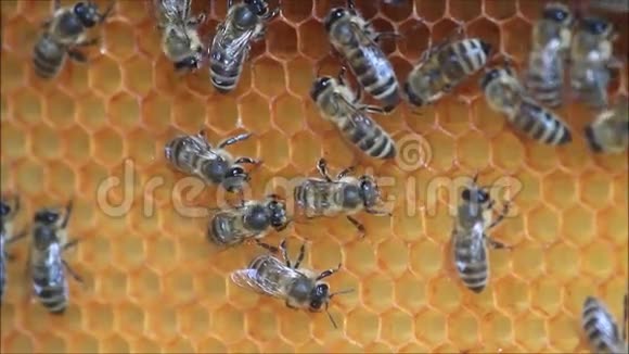 在蜂蜜细胞上工作的蜜蜂视频的预览图