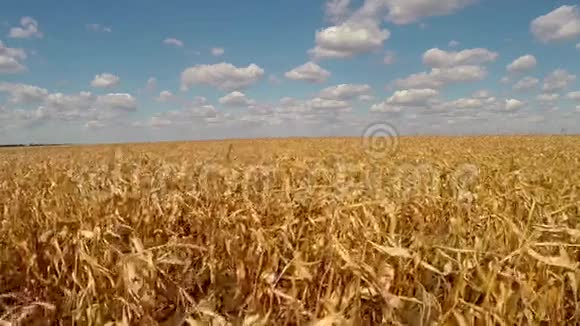 黄色玉米田的景色视频的预览图