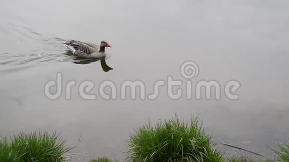 夏天灰鹅在池塘里游泳视频的预览图