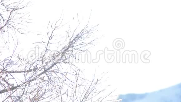 冬天的落叶松背景全景图阿尔泰山脉视频的预览图