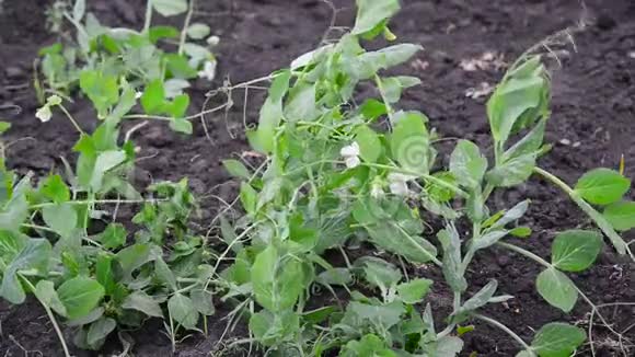花白豆长在花园里视频的预览图