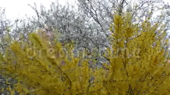 春天白色和黄色的树视频的预览图