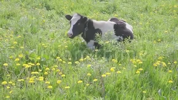 斑斑的黑白牛被放牧用黄色盛开的蒲公英在田野上喂养田园诗般的夏日景象视频的预览图