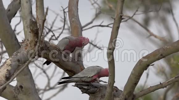 澳大利亚西部卡尔巴里的一棵树上慢动作的刚岗鹦鹉视频的预览图
