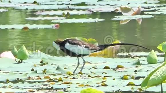 荷叶上的雉尾雅ana鸟视频的预览图