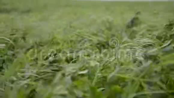 关闭紫花苜蓿苜蓿地吹风时的路塞恩和草甸重要的农业饲料作物视频的预览图