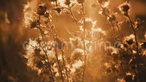 太阳闪烁时透过金色蓟近距离观赏野生草原视频的预览图