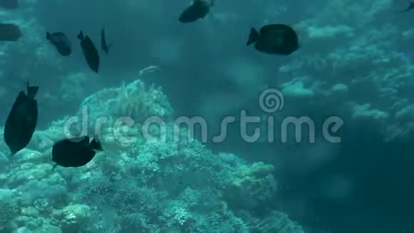 珊瑚礁和美丽的鱼海洋中的水下生活视频的预览图