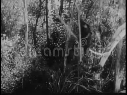 猴子穿过丛林视频的预览图