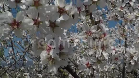 山背景下盛开的杏仁树与起重机操作员拍摄视频视频的预览图