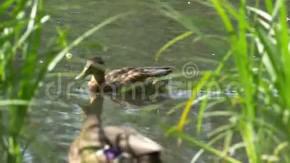 美丽的野鸭漂浮在水河上令人惊叹的彩色水鸟在池塘里靠近鸟在里面视频的预览图