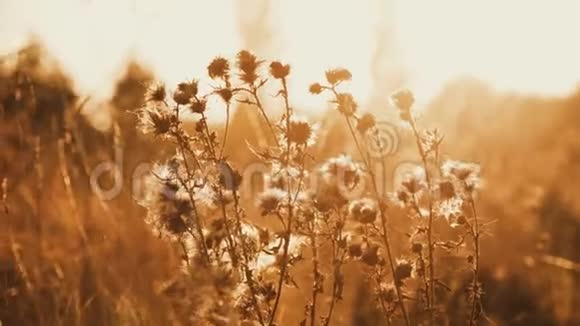 太阳闪烁时透过金色蓟近距离观赏野生草原视频的预览图
