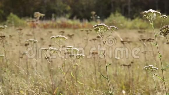 草花在秋天的田野前景视频的预览图
