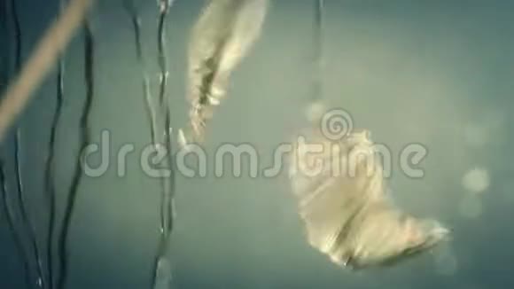 涟漪的水和芦苇反射视频的预览图