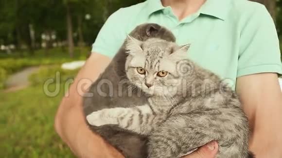 男人手牵手苏格兰褶皱猫和灰色英国猫视频的预览图