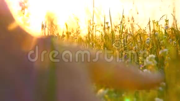 年轻女子的手穿过一片荒野的草地女性手触摸野花特写视频的预览图
