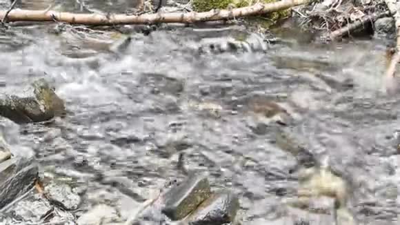 春天森林里潺潺的小溪视频的预览图