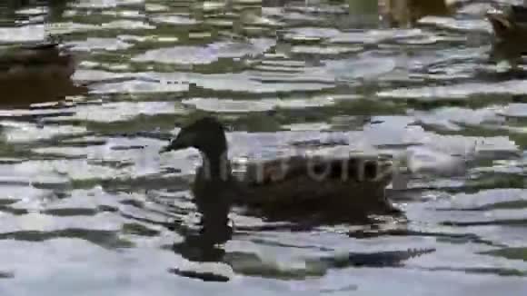 美丽的野鸭漂浮在水河上令人惊叹的彩色水鸟在池塘里靠近鸟在里面视频的预览图