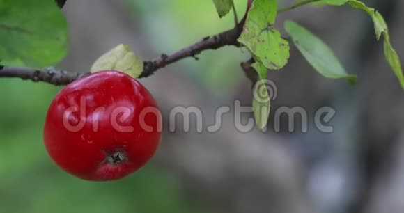 收获苹果挂在苹果树树枝上的苹果视频的预览图