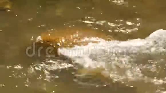 湍急的水流在小山河的石头间流淌4K视频的预览图