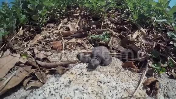 小海龟从巢里出来视频的预览图