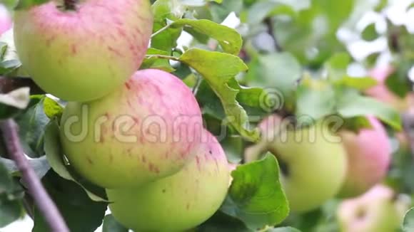 收获苹果挂在苹果树树枝上的苹果视频的预览图