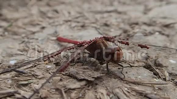 有寄生虫的红蜻视频的预览图