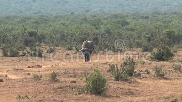 一头非洲水牛在热带草原上行走视频的预览图