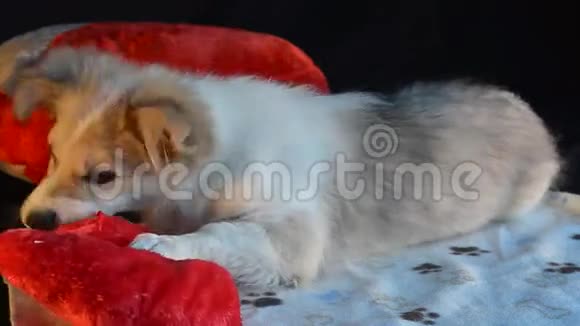 小狗躺在那里玩枕头形状像心脏视频的预览图