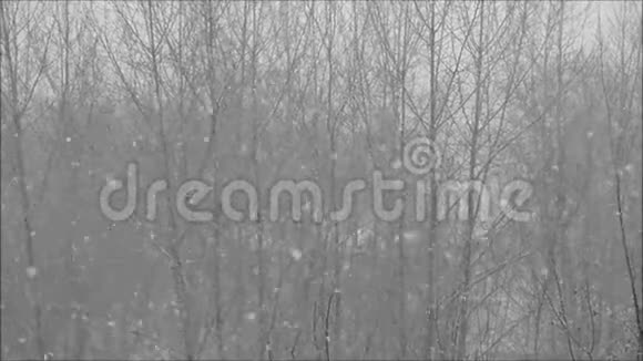 冬季天气森林里的暴风雪视频的预览图