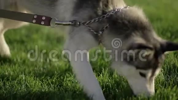 有趣的哈士奇狗有不同的眼睛在草地上寻找东西视频的预览图