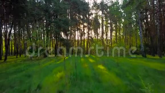 早上在树林里太阳光线穿过树林视频的预览图