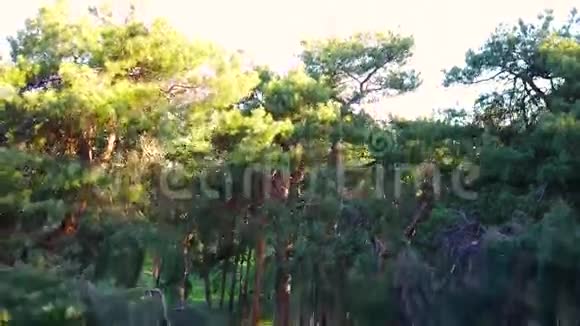 早上在树林里太阳光线穿过树林视频的预览图