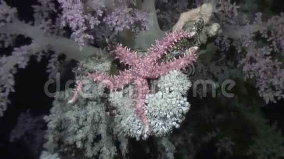 红海海底海底的海星视频的预览图