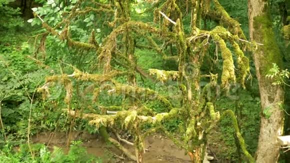 特写树枝上长满青苔神秘森林视频的预览图