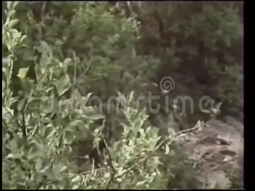 灌木丛中的头骨视频的预览图