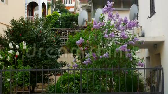 院子里一树紫丁香靠近别墅鲜花视频的预览图