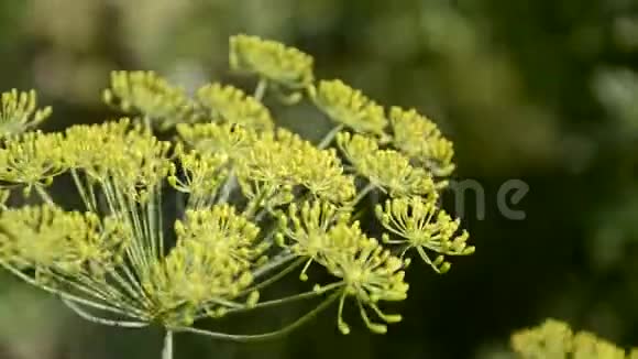 在花园里种有花的草合上小茴香花刮风视频的预览图