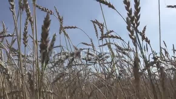 准备在夏季阳光明媚的一天收获的金黄熟麦地视频的预览图