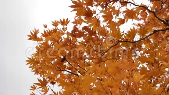 树上的秋叶在公园里随风摆动视频的预览图