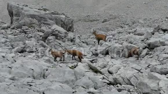 山地山羊在岩石地形中视频的预览图
