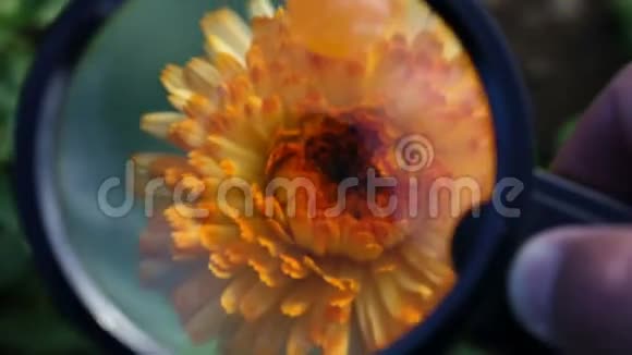 在花田里用手拿着放大镜在橙色的花朵上视频的预览图