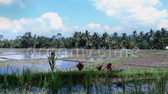 印度尼西亚的稻田灌溉视频的预览图