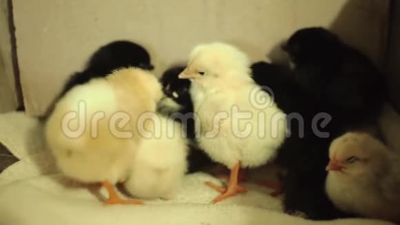 最近孵化出来的还是湿的昏迷的黄色的新生小鸡在一个孵化器里很可爱的睡着了视频的预览图